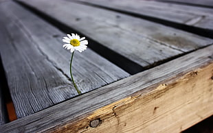 white Daisy flowers on grey wooden wood pallet HD wallpaper