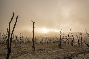 time lapse photography of burnt forest covered in ash HD wallpaper