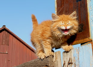 orange Persian cat on fence during daytime HD wallpaper