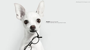 white Chihuahua, artwork, commercial, glasses, dog HD wallpaper