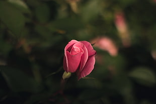 pink rose in selective focus photograph HD wallpaper