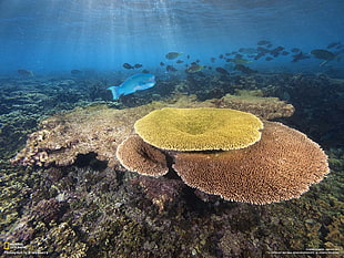 National Geographic TV show still screenshot, National Geographic, coral, fish, underwater