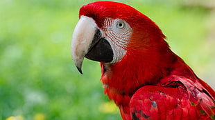 red macaw bird, animals, macaws, nature, closeup HD wallpaper