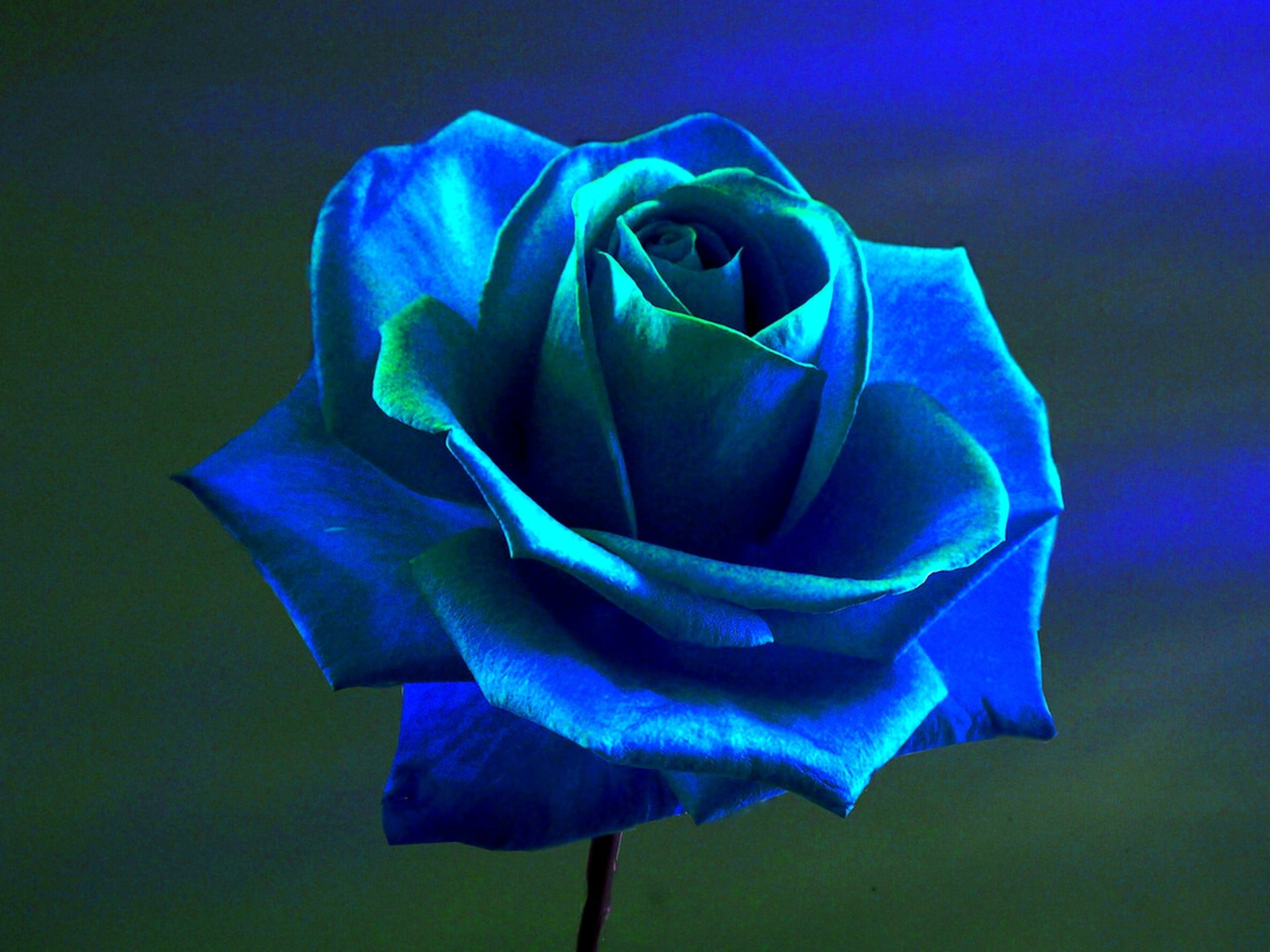 Blue Rose Flowers | chegos.pl