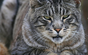 closeup photo of gray cat