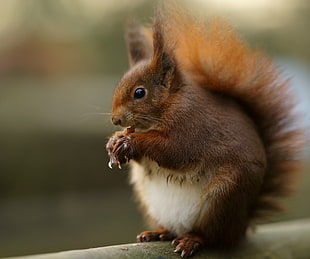 depth of field photography ofsquirrel HD wallpaper