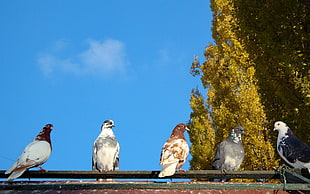 five pigeons standing on green metal bar during daytime HD wallpaper