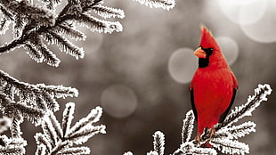Northern Cardinal bird, animals, birds, snow, Cardinals HD wallpaper