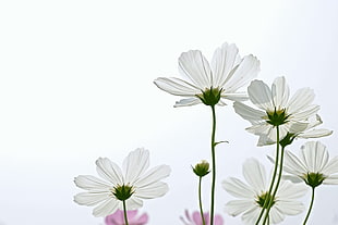 low angle photography of white petal flowers HD wallpaper