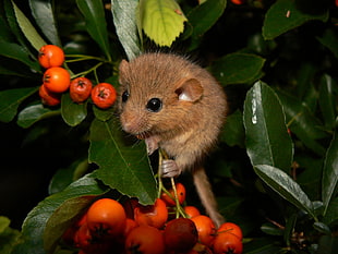 brown rodent on plant with red fruit HD wallpaper