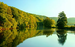 green trees, photography, landscape, trees, nature