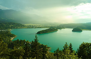 pine trees, landscape, nature, lake, forest