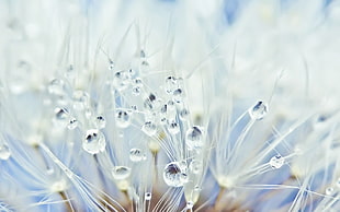 closeup photography of Dandelions with water droplets HD wallpaper