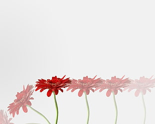 red Zinnia flowers HD wallpaper