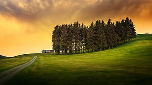 grass lawn, nature, landscape, trees, hills