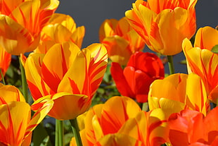 closeup photo of yellow and red petaled flower