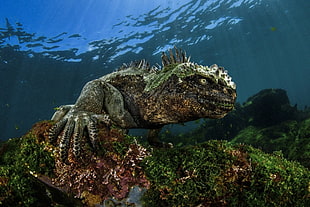 black and green lizard, nature, water, sea, underwater HD wallpaper