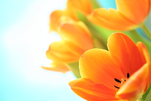 yellow tulip flowers HD wallpaper