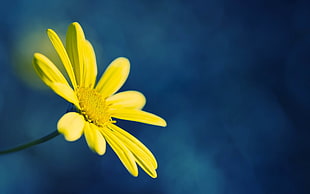 selective focus photography of yellow Bidens flower HD wallpaper