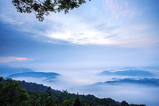 green leaf trees, mist, trees