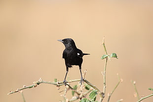 black bird