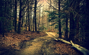 log beside road on a forest