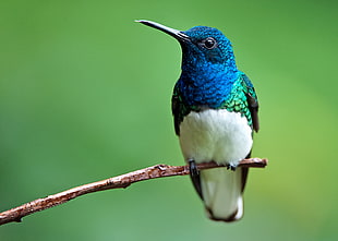 shallow focus of blue and white bird on brown wooden stick, white-necked jacobin HD wallpaper