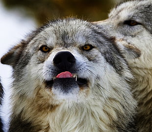 white and black wolfdog