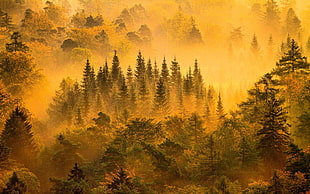 forest painting, nature, landscape, mist, forest HD wallpaper