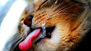 yellow tabby cat showing tounge HD wallpaper