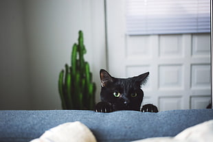 short-fur black cat, cat, pet, black cats, depth of field HD wallpaper