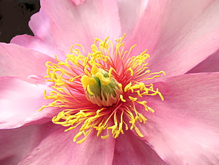 pink and yellow flower