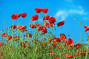 red petaled flower photo during day time