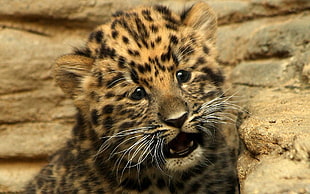 leopard puf HD wallpaper