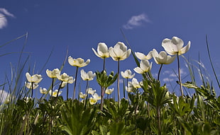 white petaled flower HD wallpaper