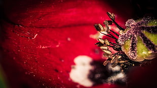 red flower bud macro photography