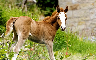 brown and white horse on green grass field during daytime