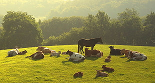photo of cows and horse in green grass field surrounded by trees