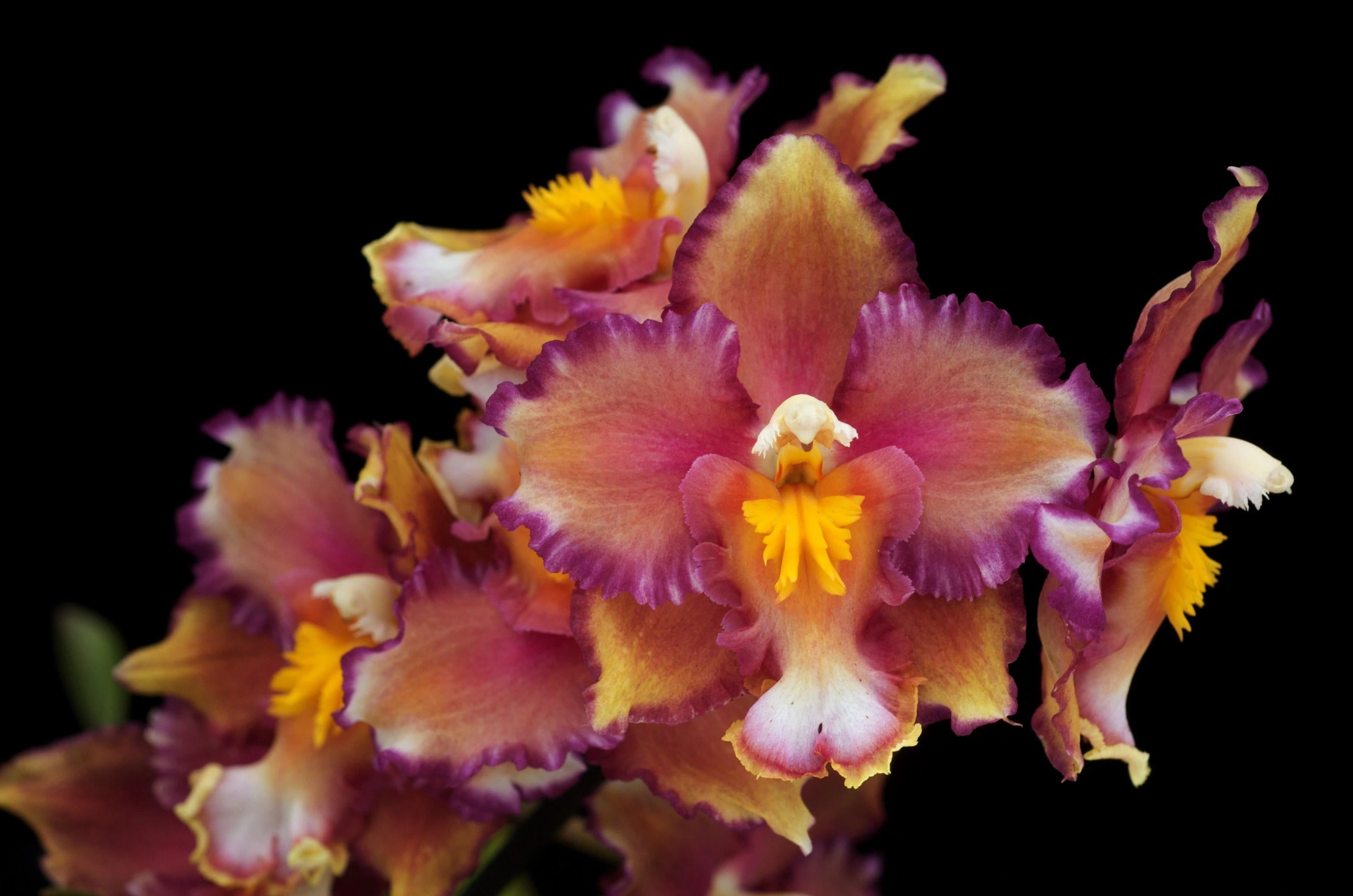 close up photo of red-and-yellow Boat Orchid flowers