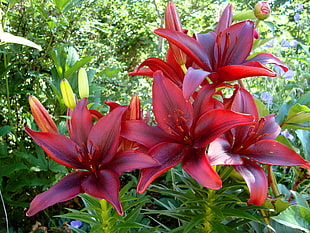 red petaled flower