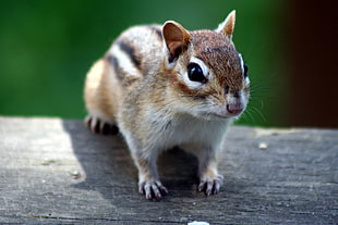 brown and white squerelle in wooden surface, chipmunk HD wallpaper