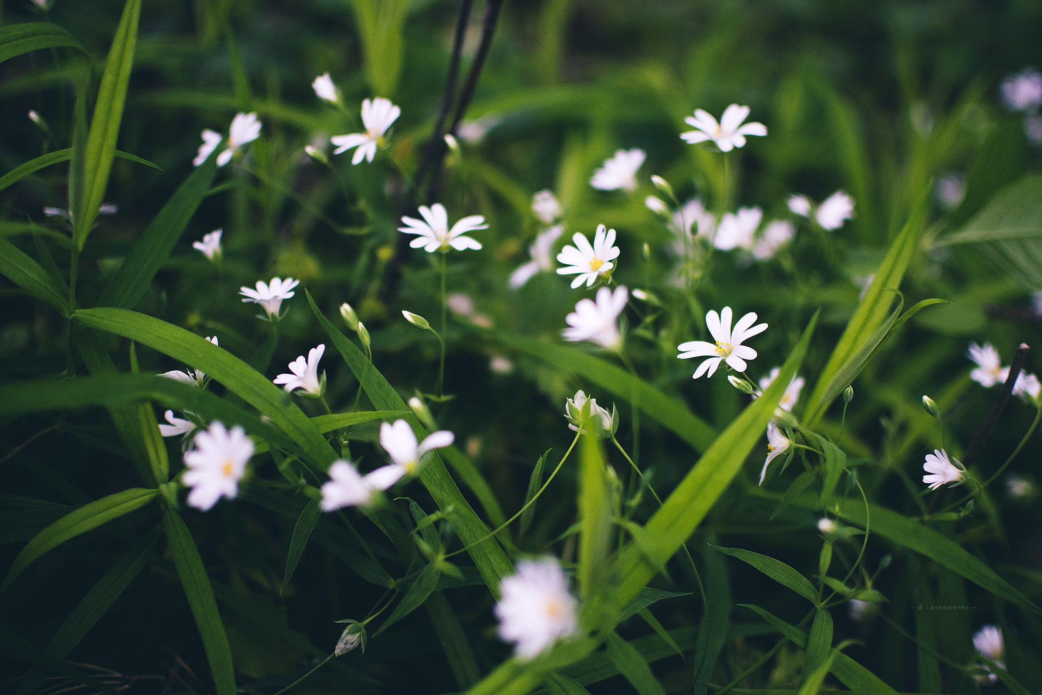 white clustered flower, white flowers