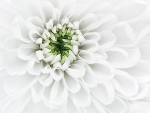 close up photography of white petaled flower