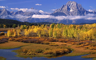 forest with mountain view HD wallpaper