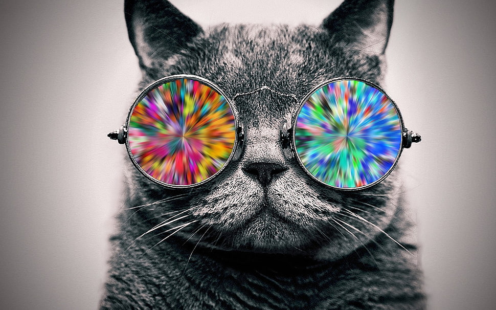 short-haired gray cat, cat, glasses, animals, selective coloring HD wallpaper