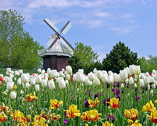 Tulips,  Flowers,  Mill,  Field HD wallpaper