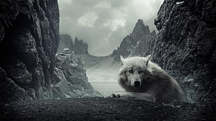 white wolf, animals, wolf HD wallpaper