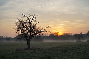 three silhouette during golden hour HD wallpaper