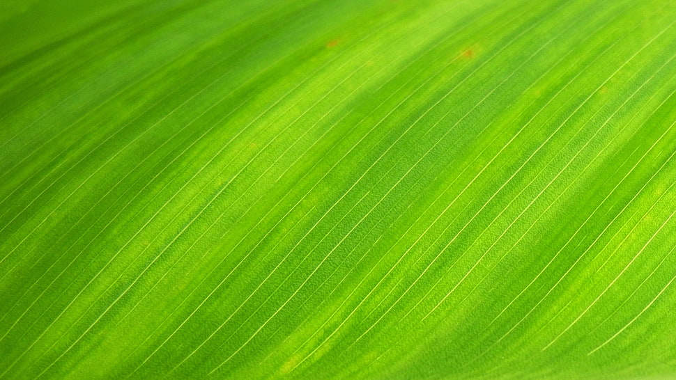 green leaf, natural, wallpaper HD wallpaper