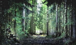 green leafed pine tree, trees, forest, nature